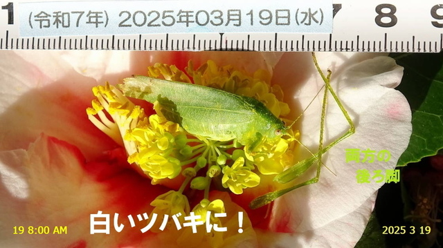 ﾋﾒｸﾀﾞﾏｷﾓﾄﾞｷ♂ 20250319(7).JPG