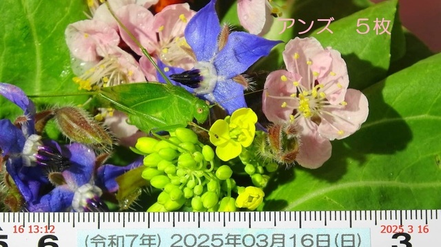 ﾋﾒｸﾀﾞﾏｷﾓﾄﾞｷ♂20日 20250316(10).JPG
