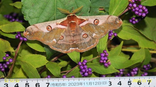 ﾋﾒﾔﾏﾏﾕ♂ 20231112(11).JPG