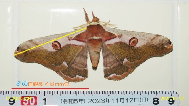 ﾋﾒﾔﾏﾏﾕ♂ 20231112(1).JPG
