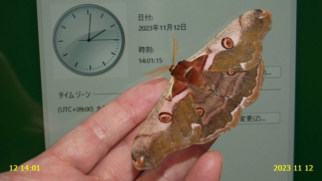 ﾋﾒﾔﾏﾏﾕ♂ 20231112(14).JPG