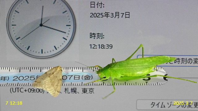 ﾎｿｳｽﾊﾟﾌﾕｼｬｸ 20250307(1).JPG