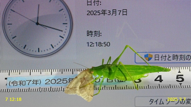 ﾎｿｳｽﾊﾟﾌﾕｼｬｸ 20250307(2).JPG