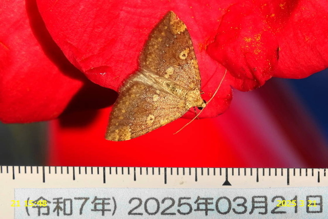 ﾓﾝｷｷﾅﾐｼｬｸ 20250321(3).JPG