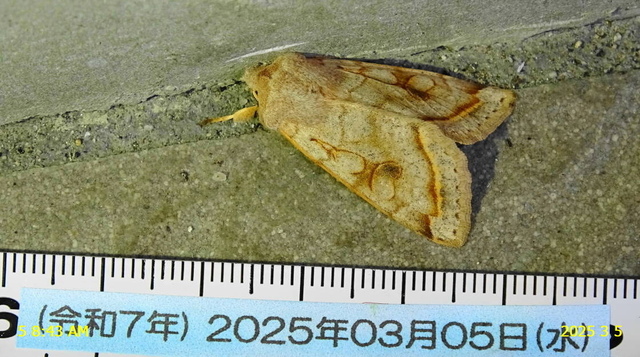 aｶﾊﾞｷﾘｶﾞ 20250305(1).JPG