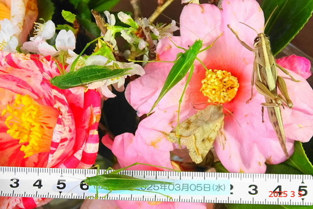 aｶﾊﾞｷﾘｶﾞ 20250305(9).JPG
