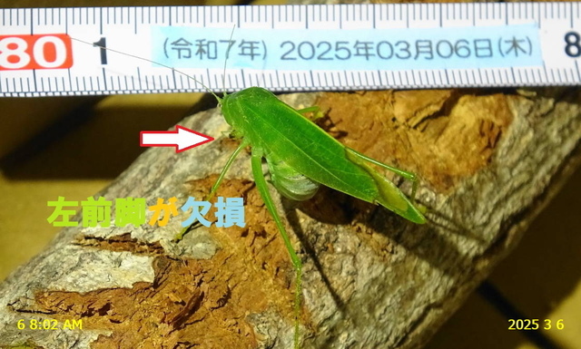 aﾋﾒｸﾀﾞﾏｷﾓﾄﾞｷ３匹１０日更新 20250306(10).JPG